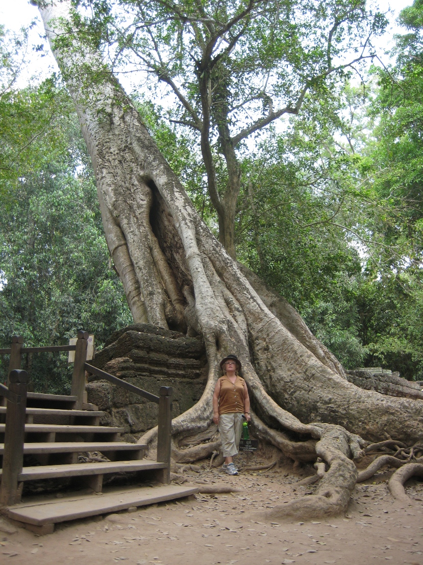 Tree at Ta Prohm